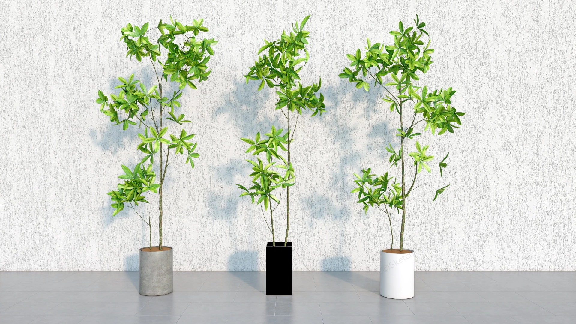 Tall Money Tree Plants sketchup model preview - SketchupBox