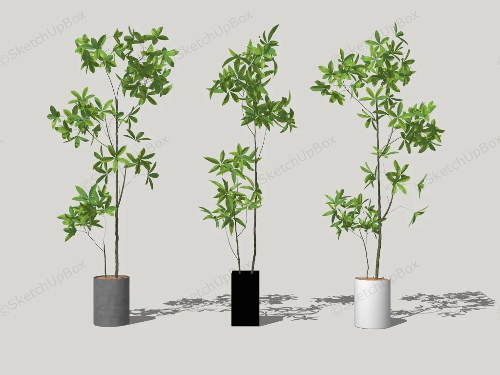 Tall Money Tree Plants sketchup model preview - SketchupBox