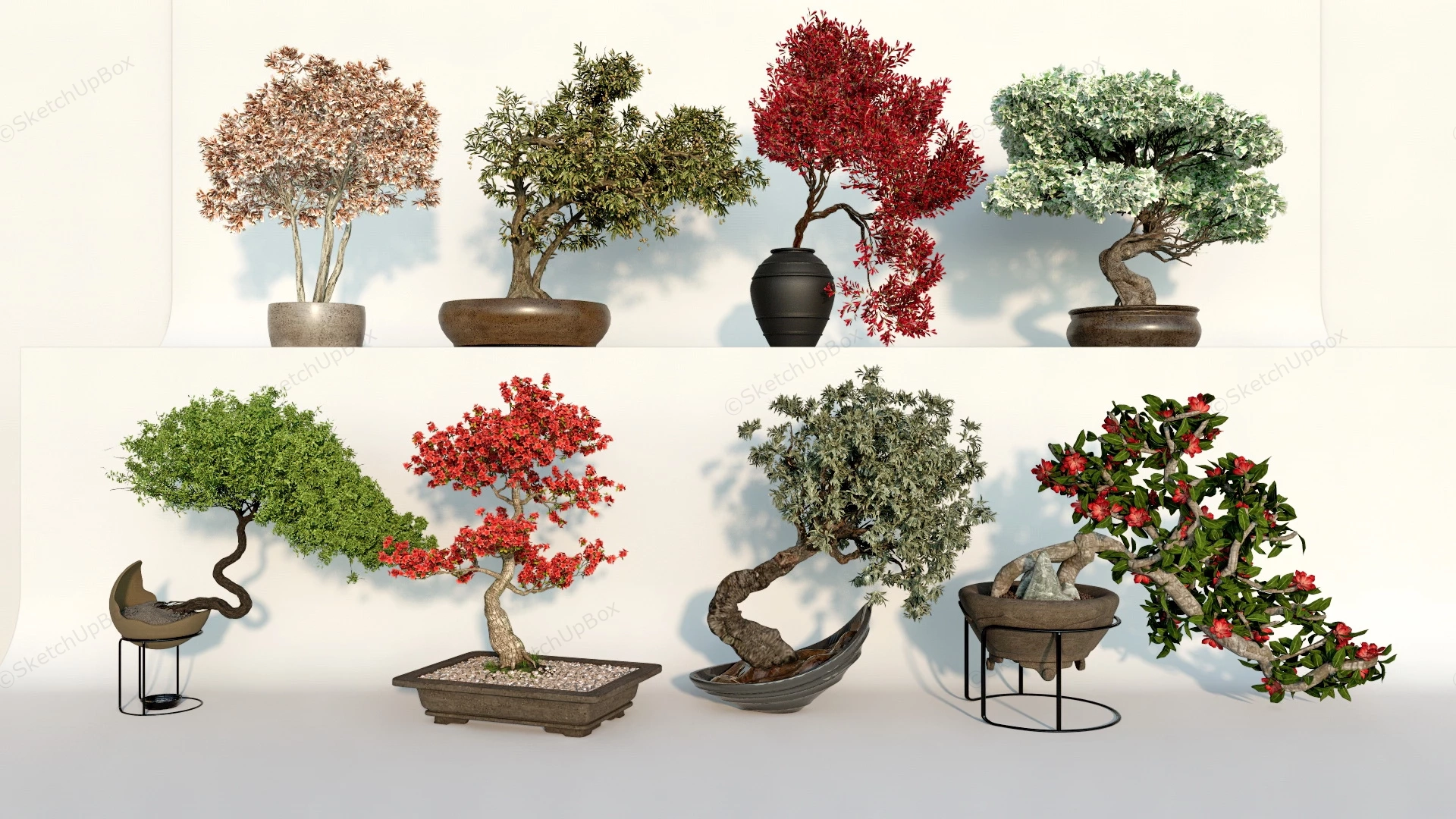 Indoor Bonsai Plants sketchup model preview - SketchupBox