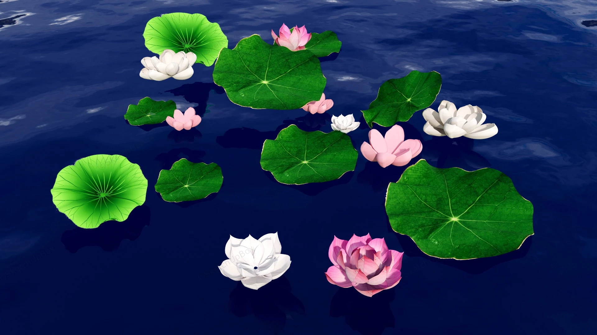 Lotus Flowers And Leaves sketchup model preview - SketchupBox