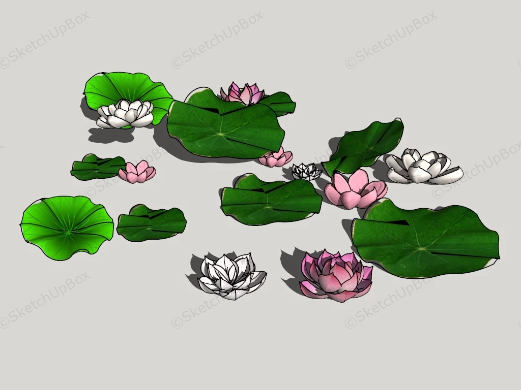 Lotus Flowers And Leaves sketchup model preview - SketchupBox