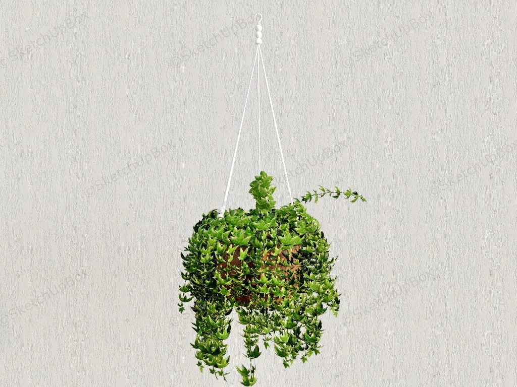 English Ivy Hanging Plant sketchup model preview - SketchupBox